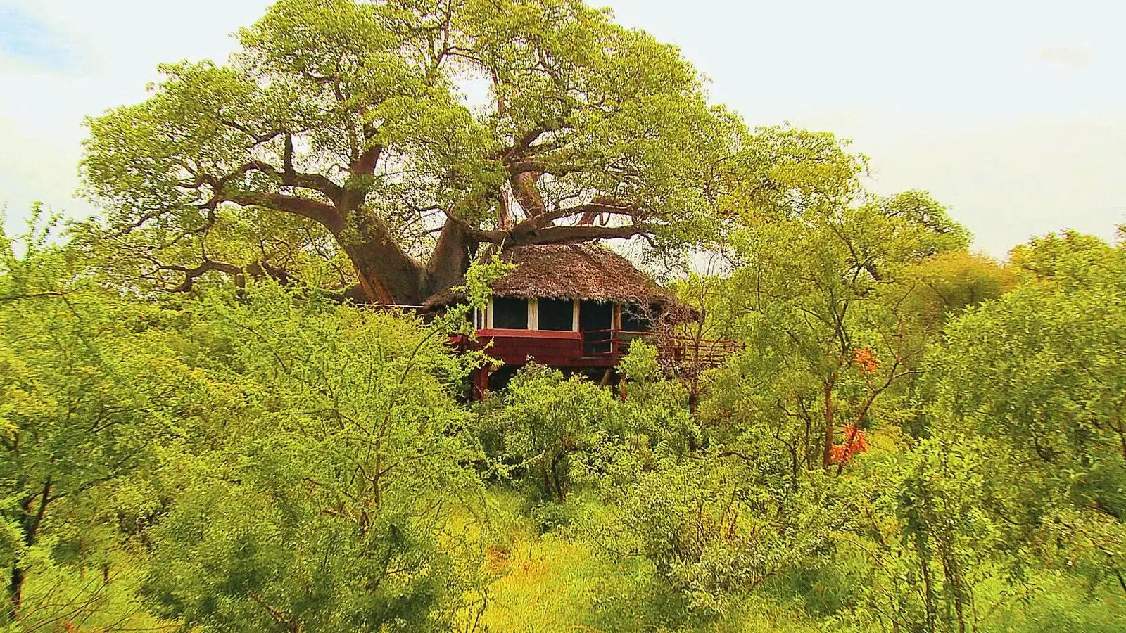 Tarangire Treetops