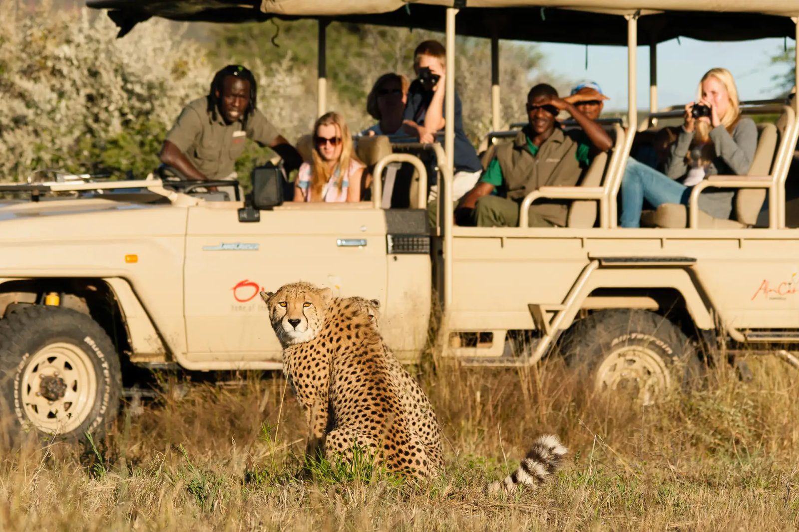 Africats Care in Okonjima