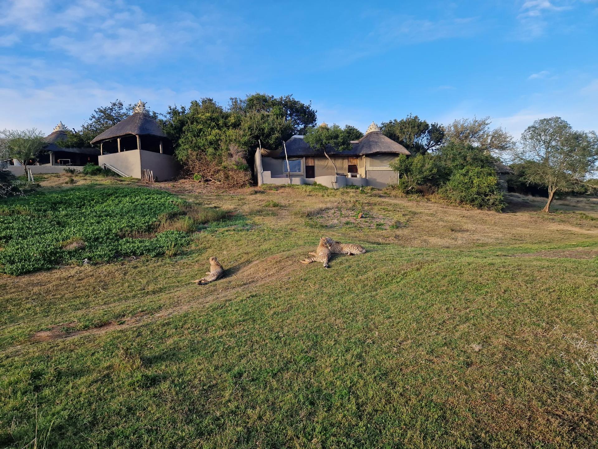 Amakhala Safari Lodge
