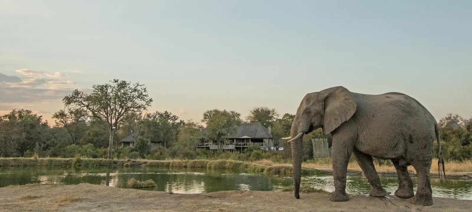 Simbambili Game Lodge