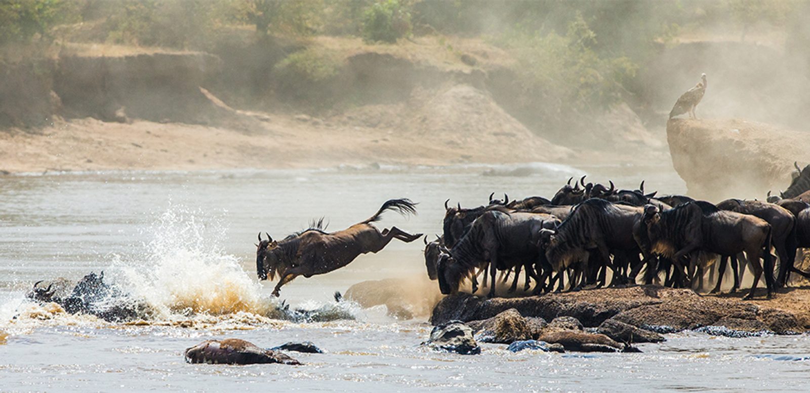 Wildebeest jumping into the Mara River, Great Migration, Tanzania.