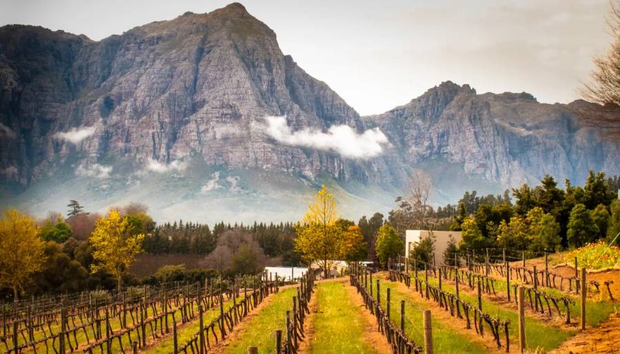 Cape Winelands