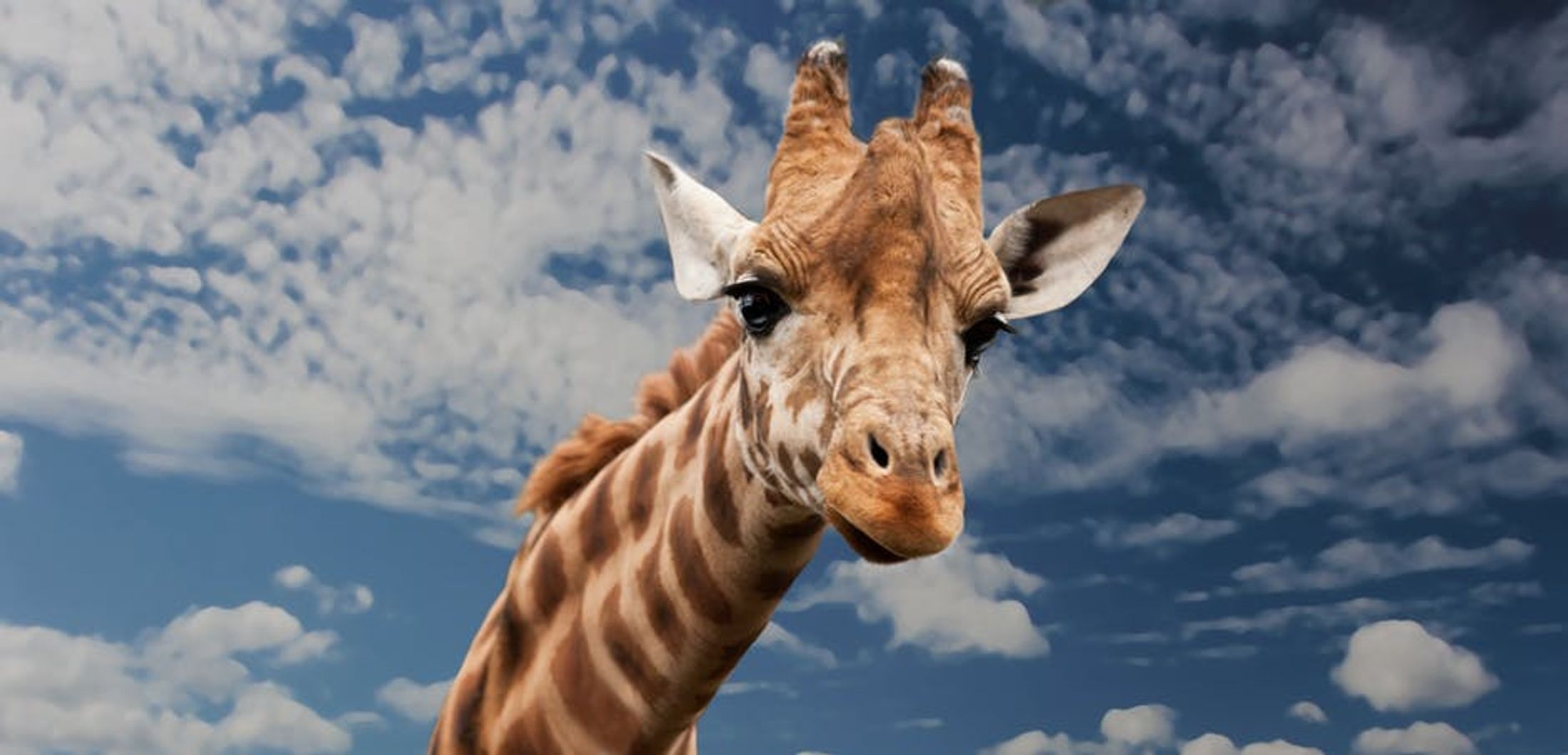 Traveling With Phrases in Kenya