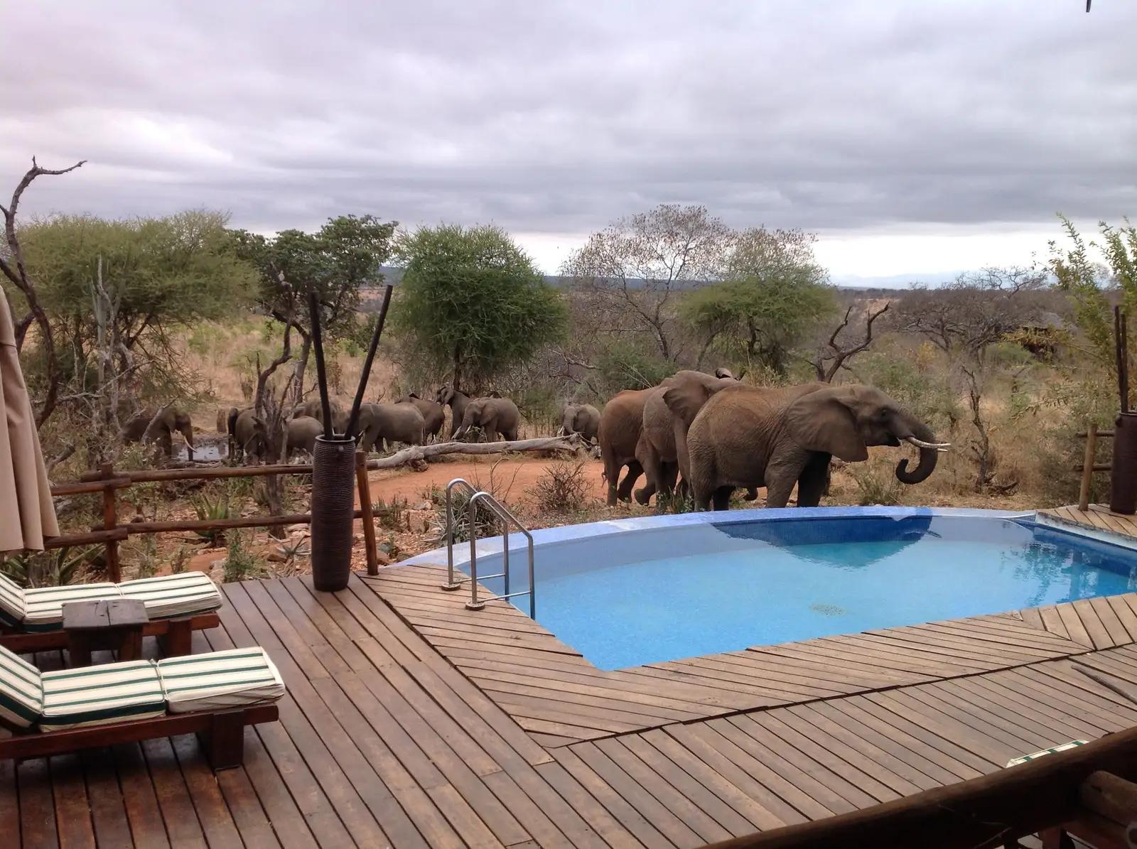 Tarangire Treetops