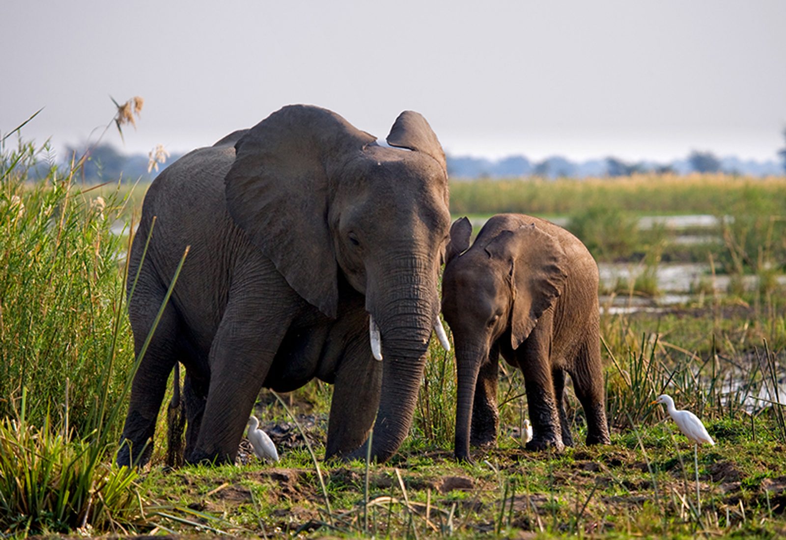 Best safaris near Victoria Falls include elephant sightings