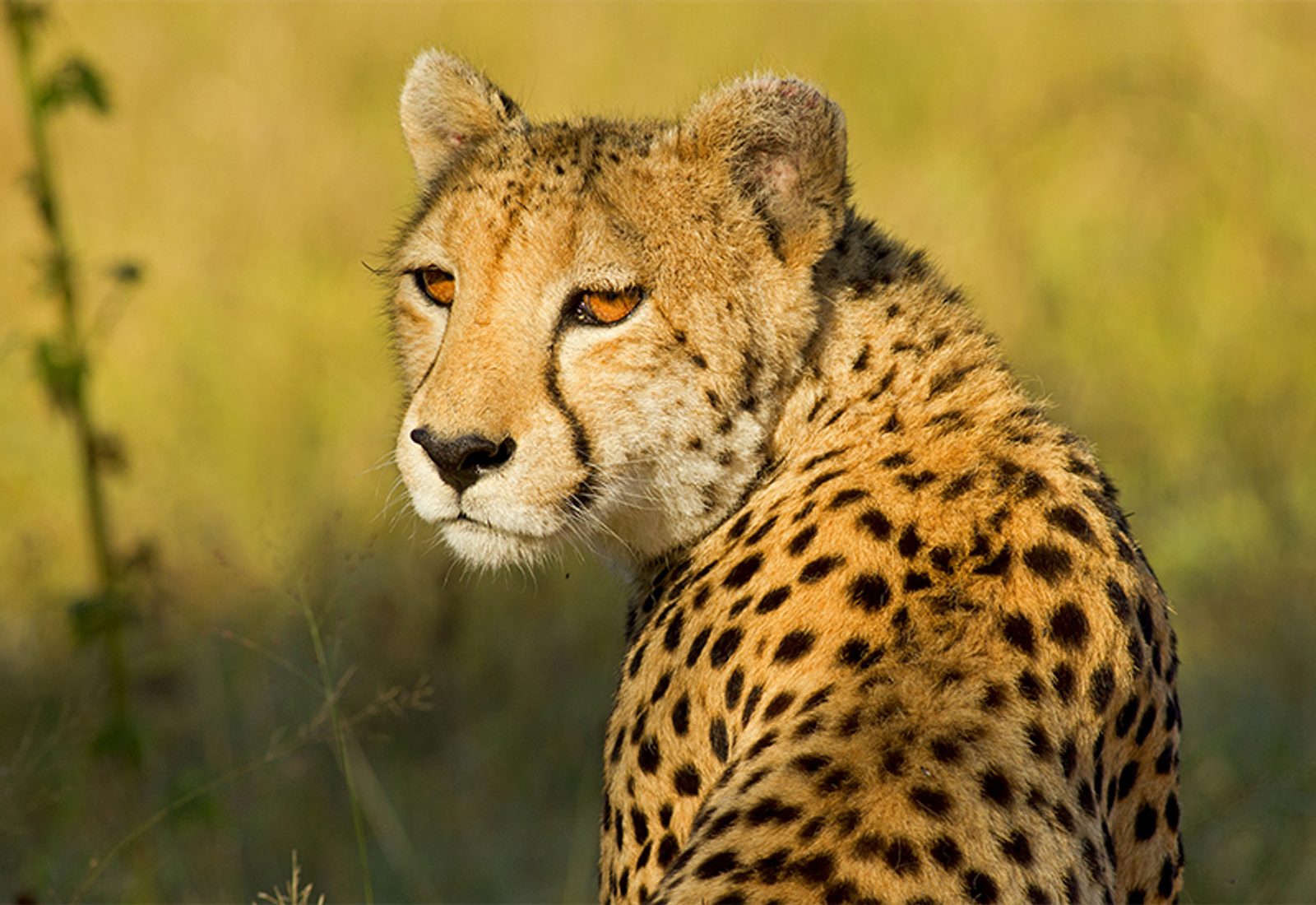 Cheetah patrolling the area