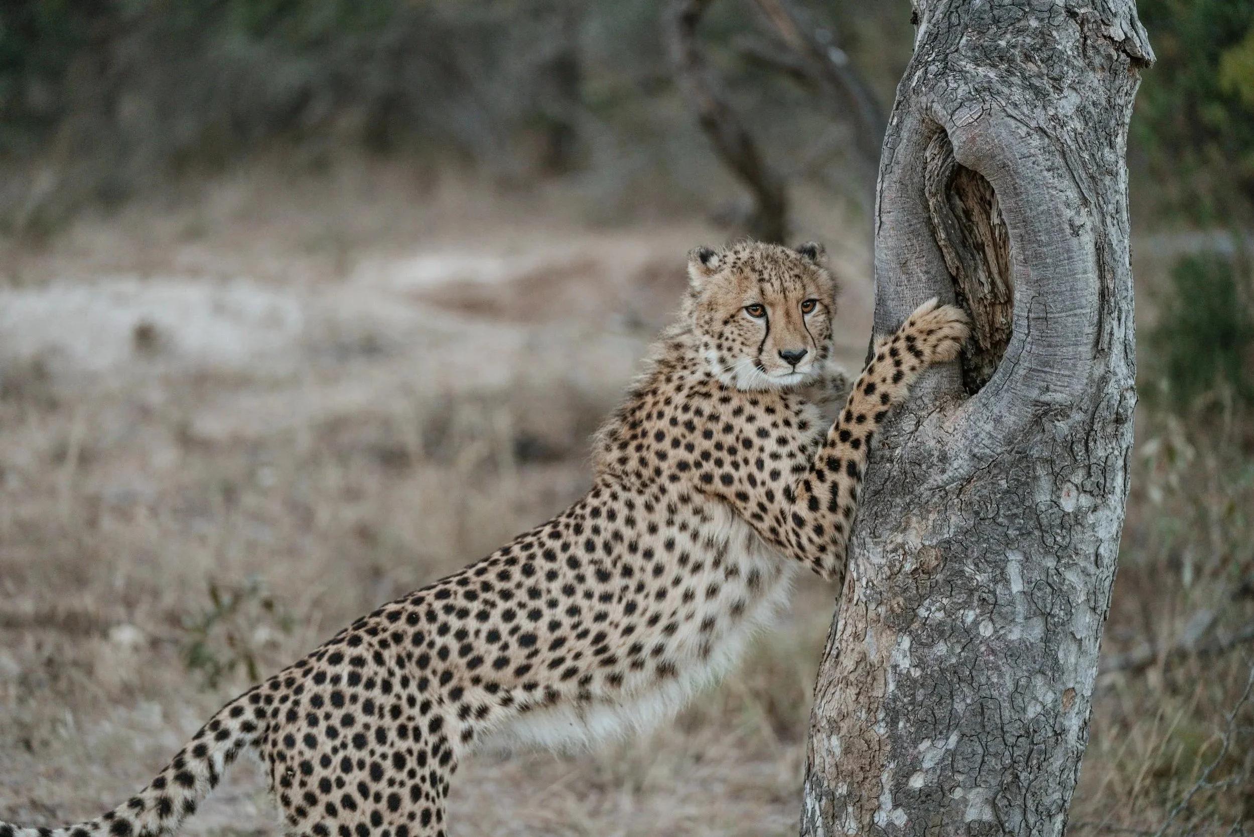 Moditlo River Lodge