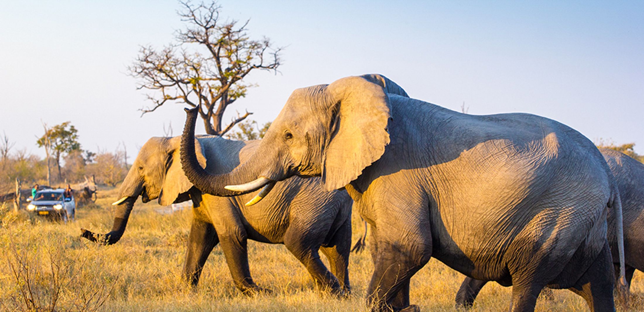 Google's African Travel Questions; Asked and Answered