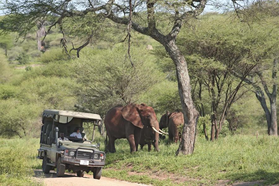 9-Day Northern Circuit Safari of Tanzania