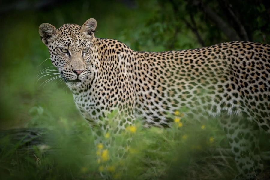 5 Day Timbavati Bush Adventure - All Inclusive Promotion