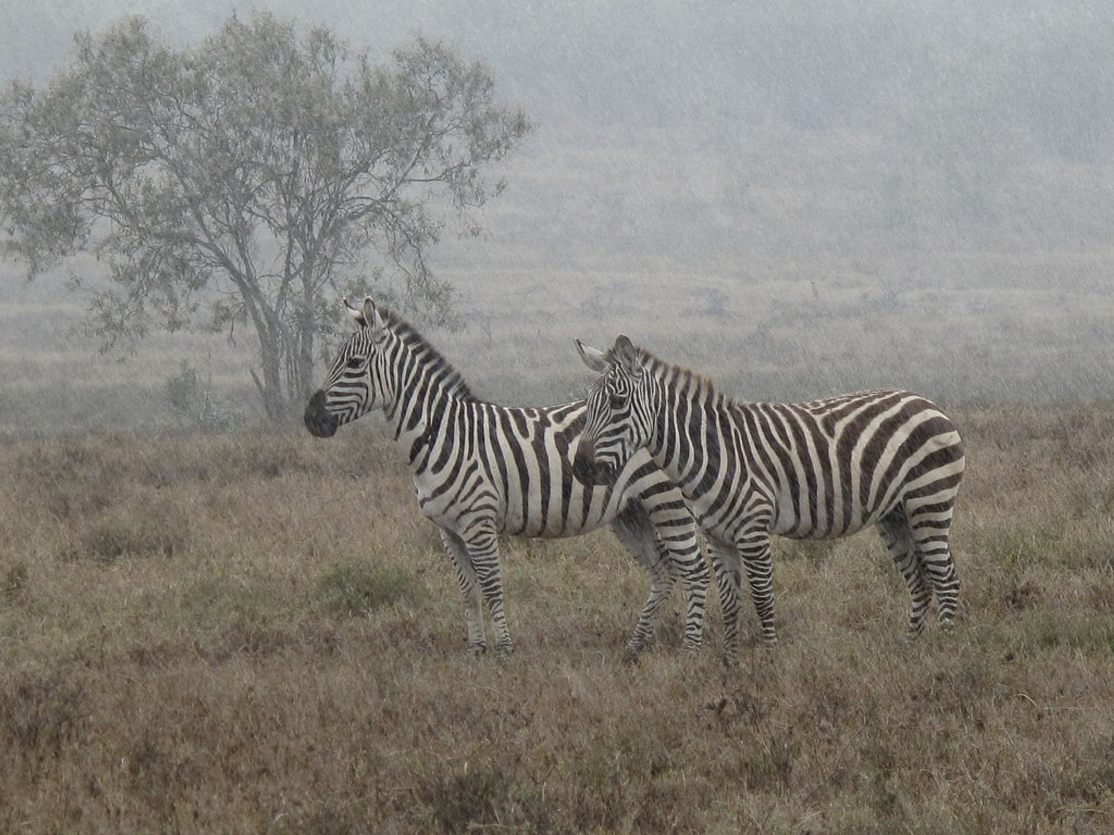 Winter in Africa: Going on Safari During the Wet Season