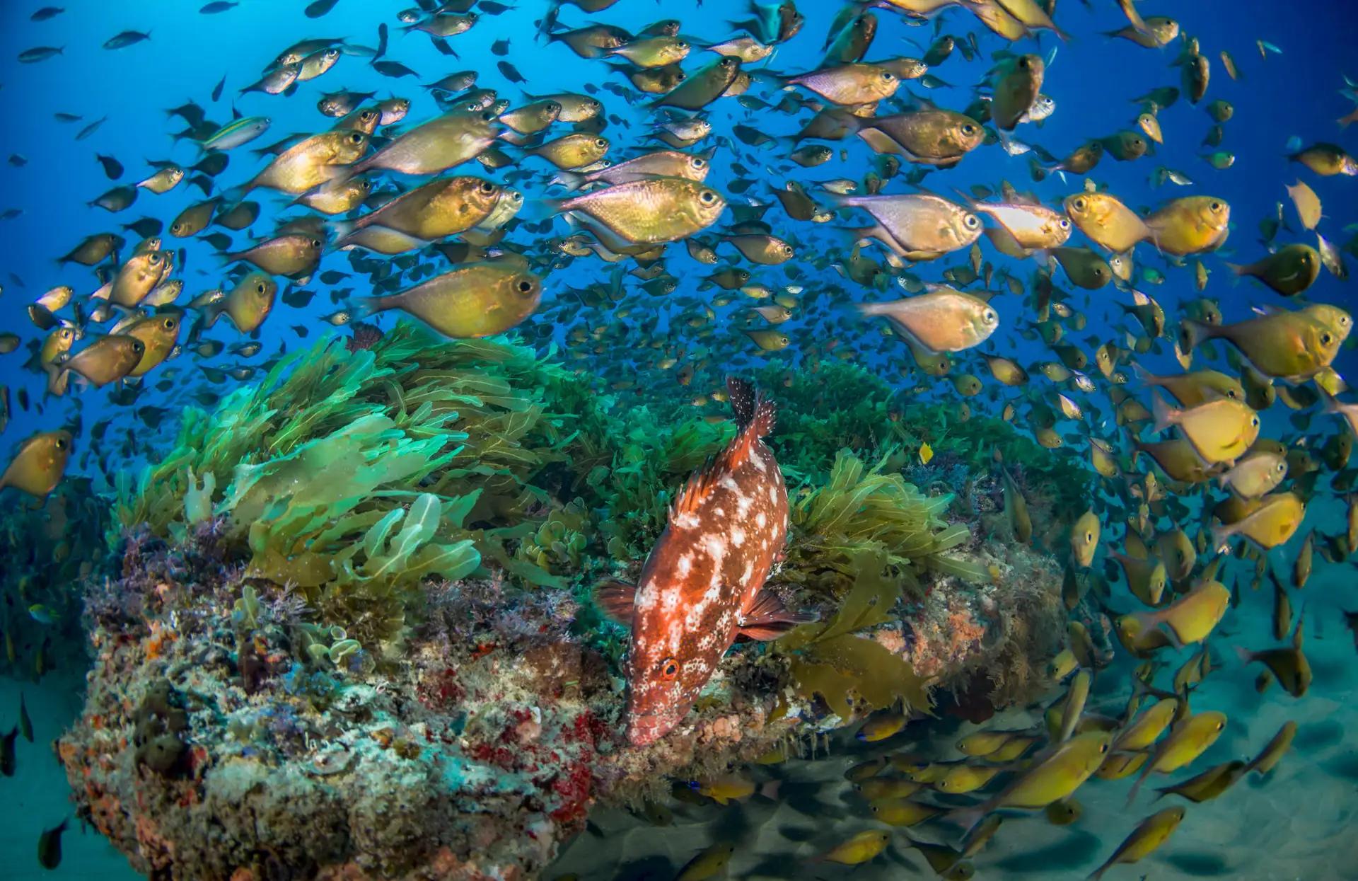 6-Day Mozambique Fly-In All-Inclusive Package