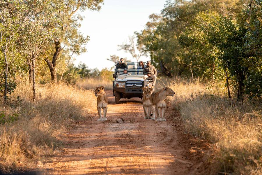 12-Day Cape Town, Kruger and Madikwe Safari