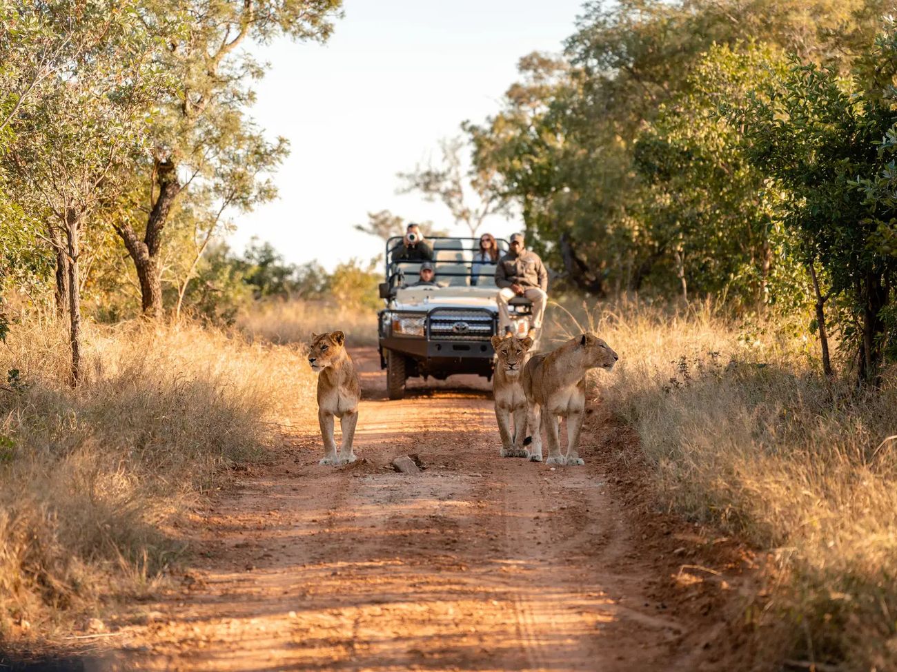 12-Day Cape Town, Kruger and Madikwe Safari