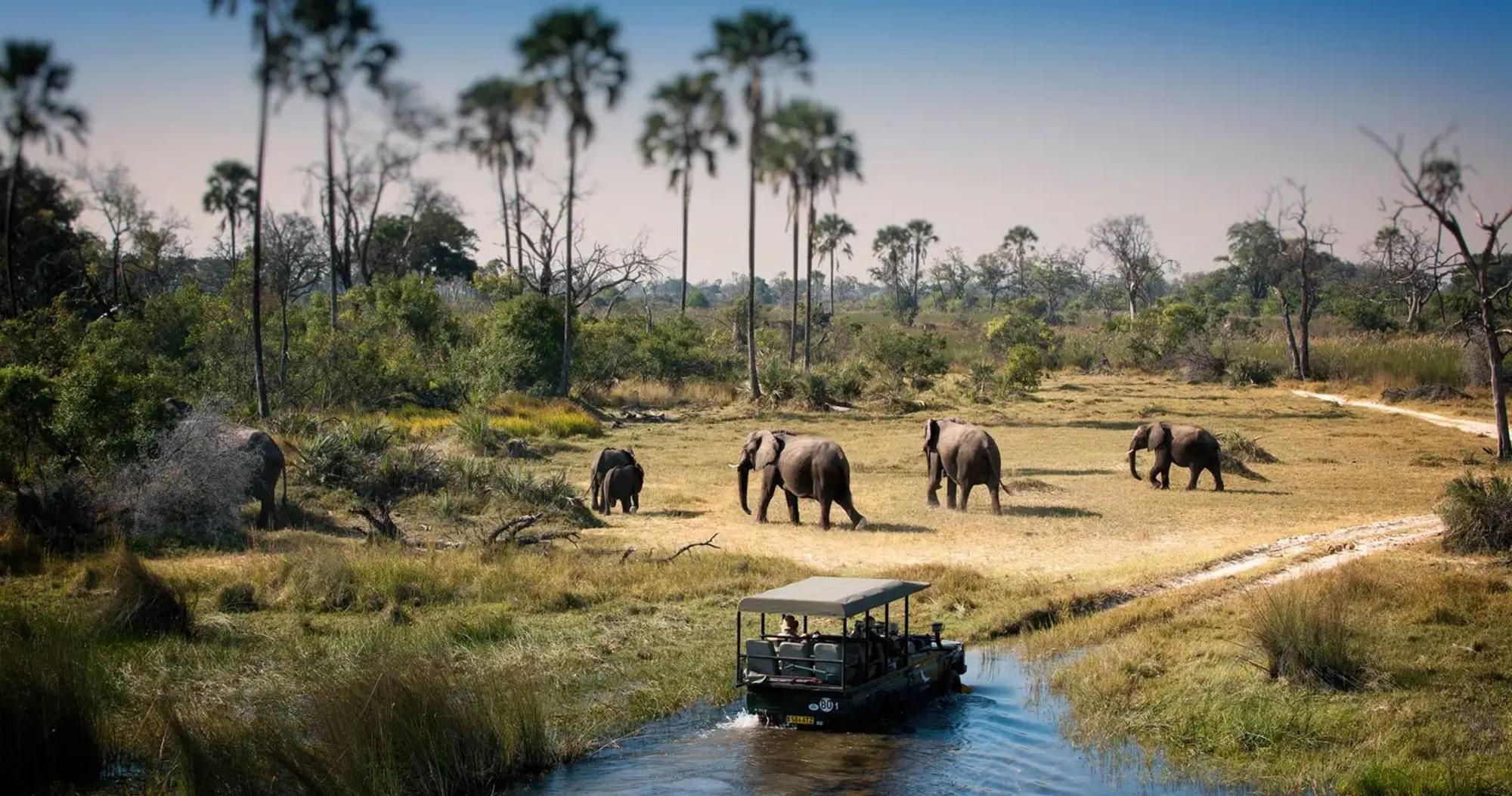 11 Day Botswana Luxury Safari