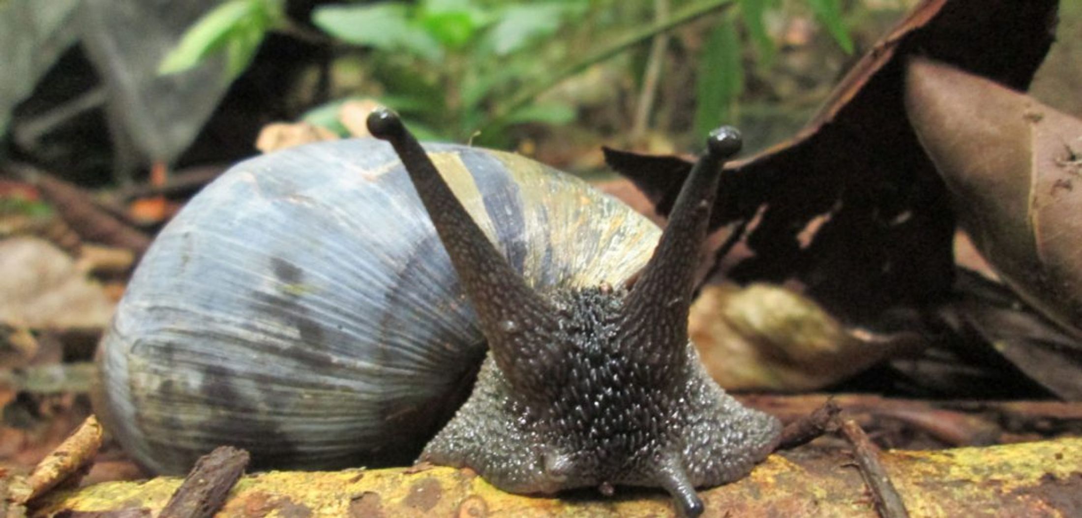 The Obô giant snail – a big snail on a small island