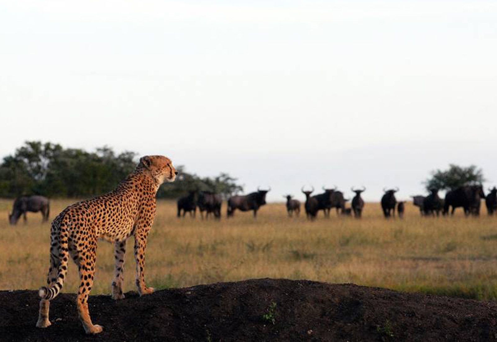 Cheetah Sabi Sand Game Reserve