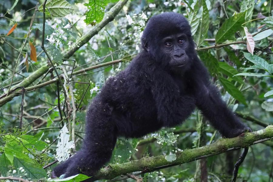 4-Day Gorilla Safari Experience