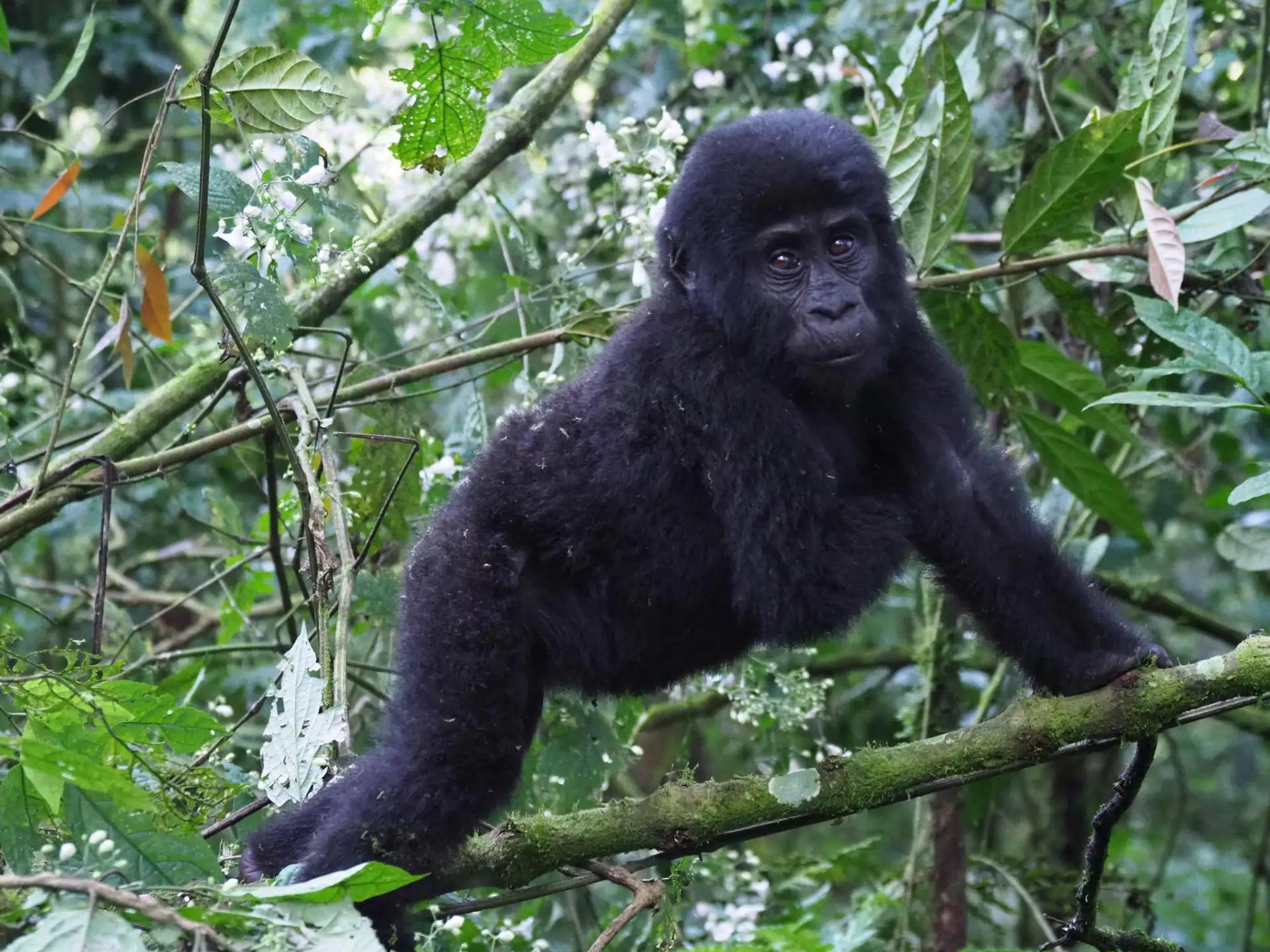 4-Day Gorilla Safari Experience