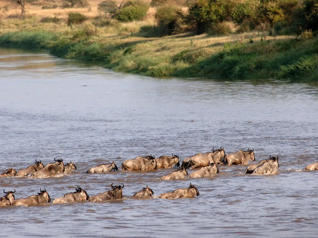 6 Day Great Migration Safari - Natures Most Spectacular Show