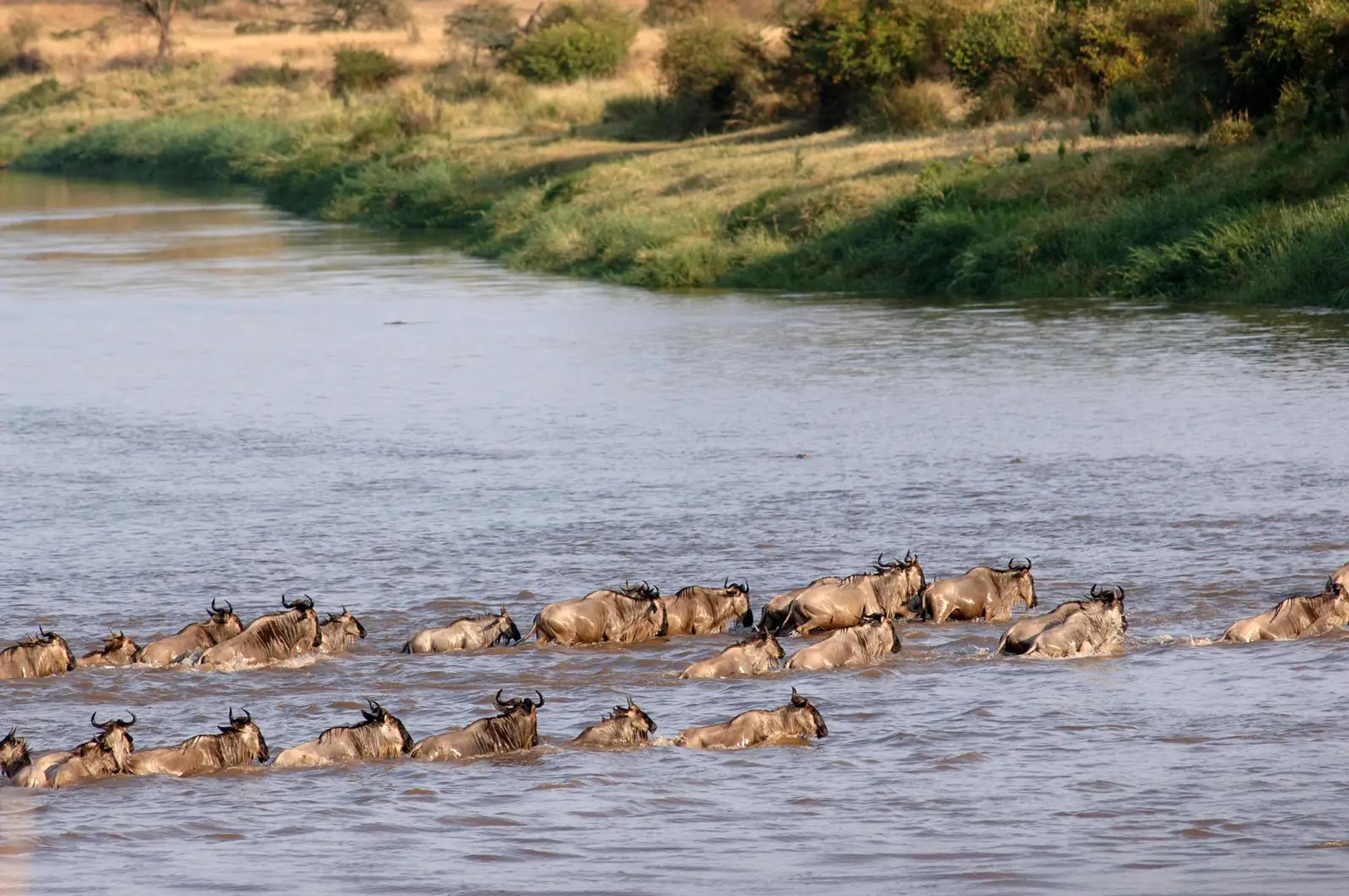 6 Day Great Migration Safari - Natures Most Spectacular Show