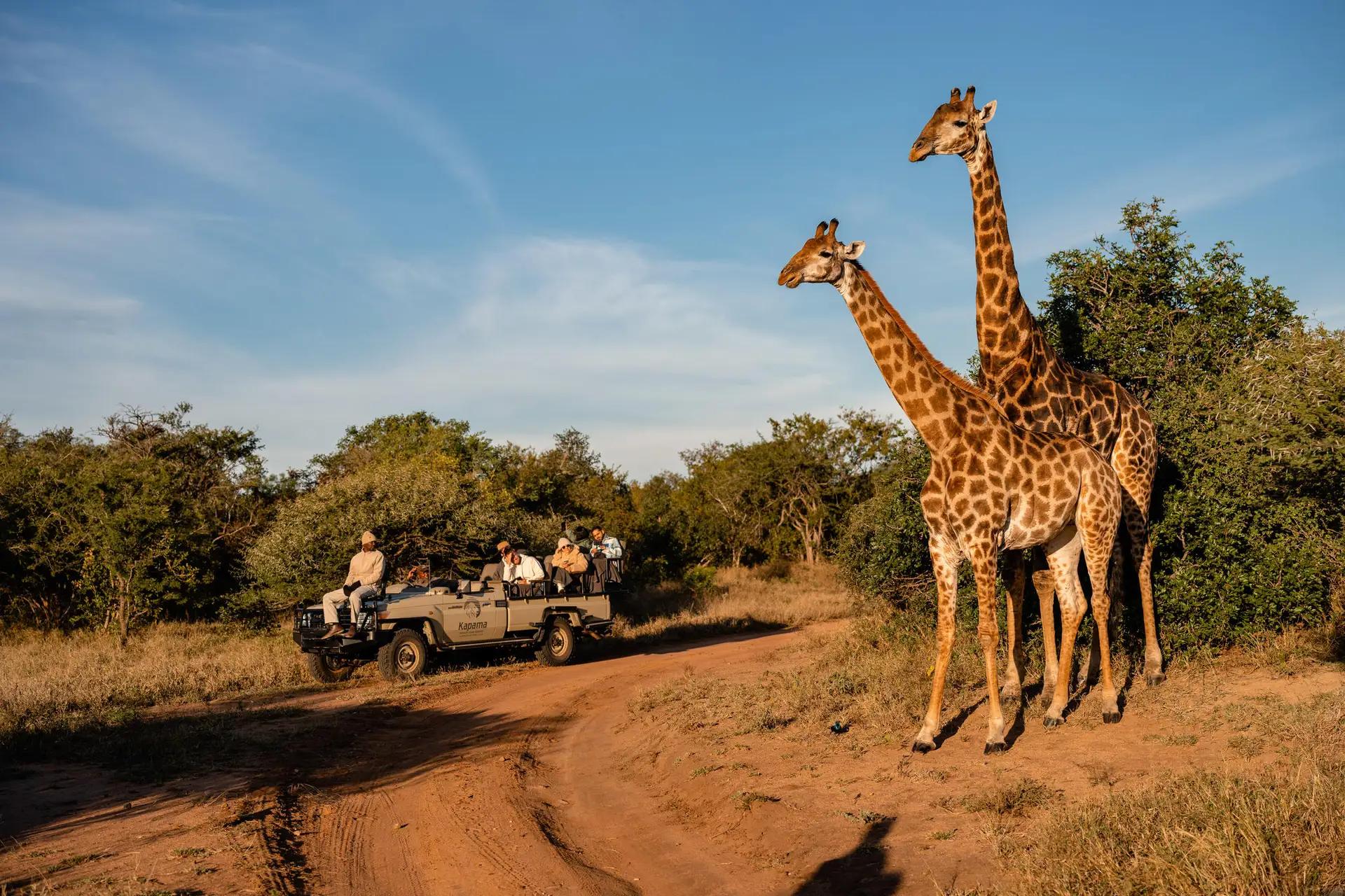 7-Day Safari in Kapama Game Reserve and Victoria Falls