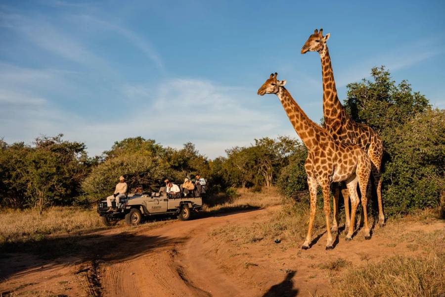 7-Day Safari in Kapama Game Reserve and Victoria Falls