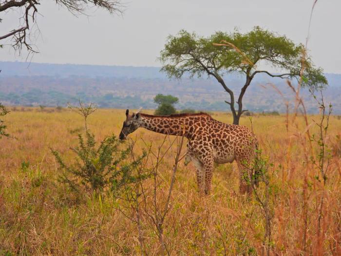 In Olkeri, our guests are enjoying authentic African flavors with the wild as their backdrop—dining doesn’t get more memorable than this.