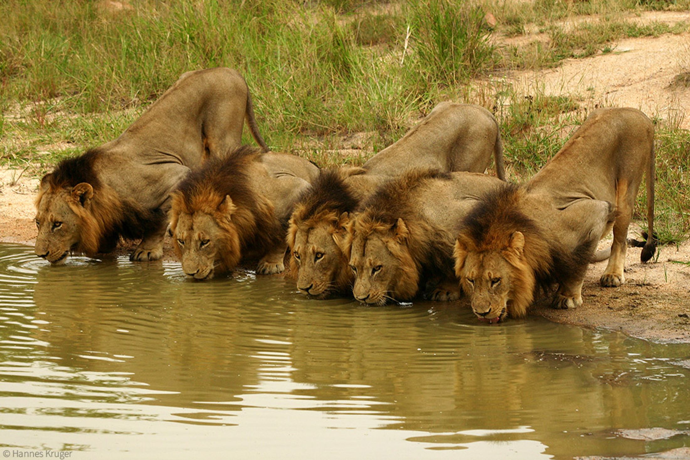 Kruger Coalitions