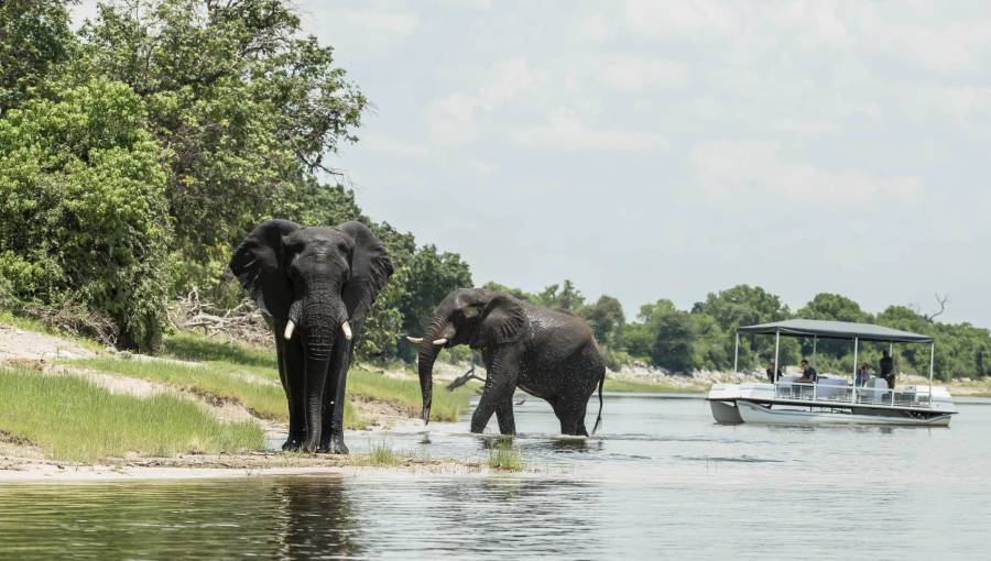 8-Day Chobe to Sabi Sands: The Ultimate Wildlife Journey