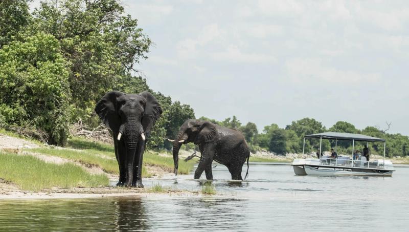 8-Day Chobe to Sabi Sands: The Ultimate Wildlife Journey