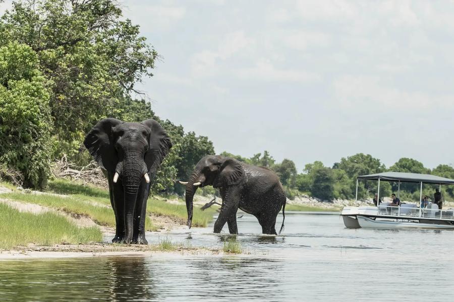 8-Day Chobe to Sabi Sands: The Ultimate Wildlife Journey