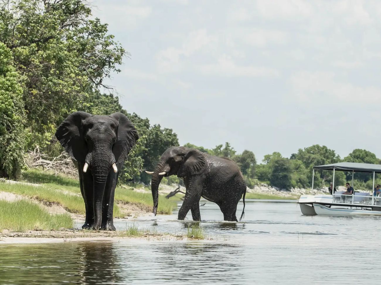 8-Day Chobe to Sabi Sands: The Ultimate Wildlife Journey