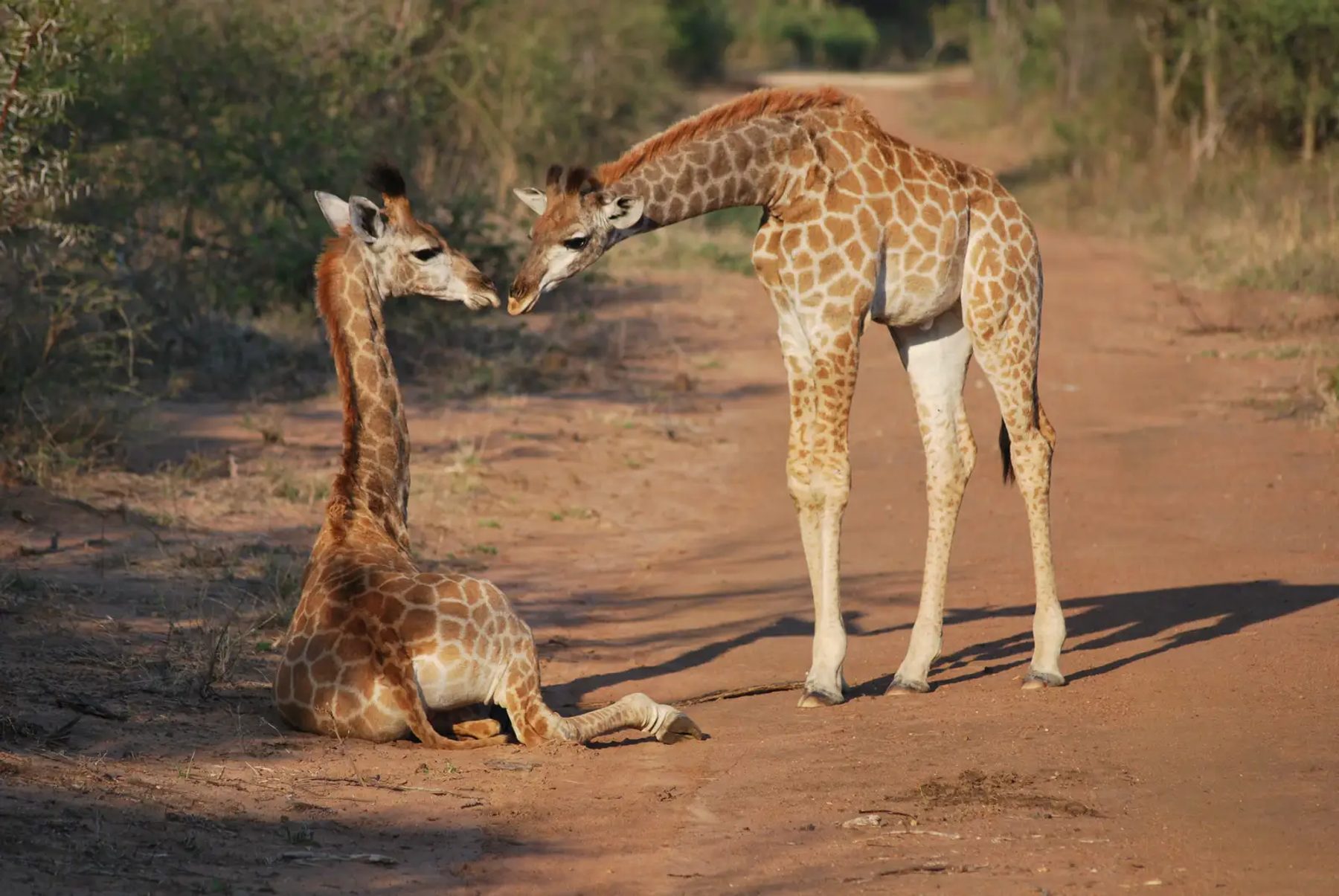 Kapama Game Reserve