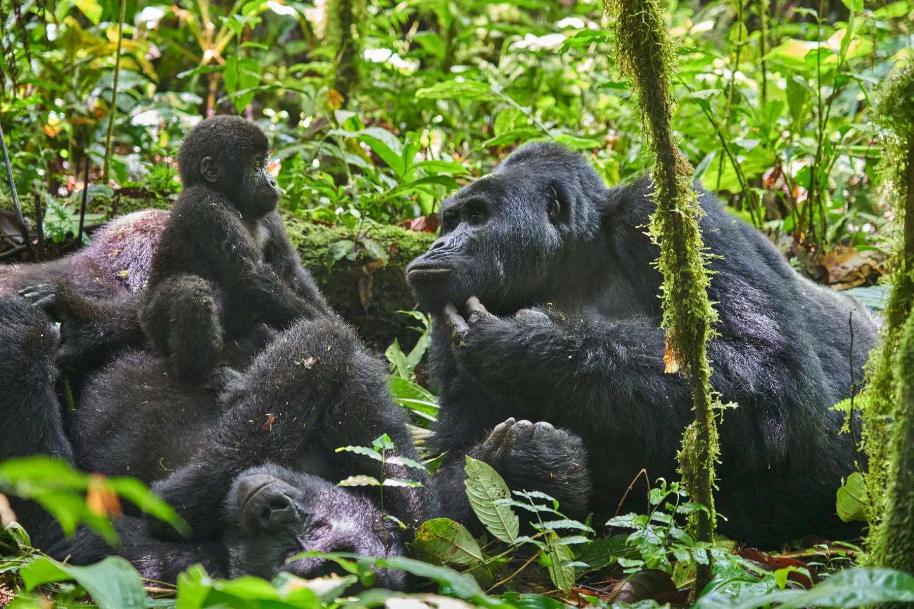 Nkuringo Bwindi Gorilla Lodge