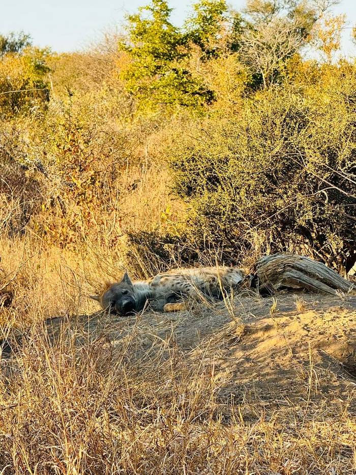 Our consultant Mel arranged this 5-star safari for our guest Emily and her Mom from the US who spent 4 nights in Simbavati Hilltop and took fabulous photos
