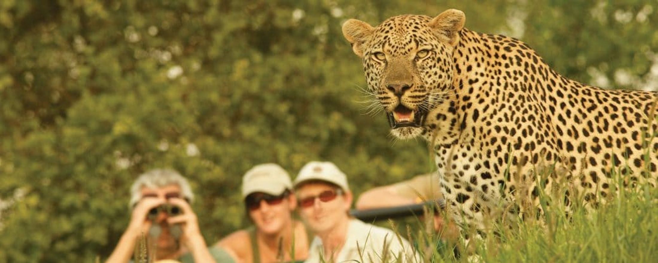 Why do safaris seem so expensive?