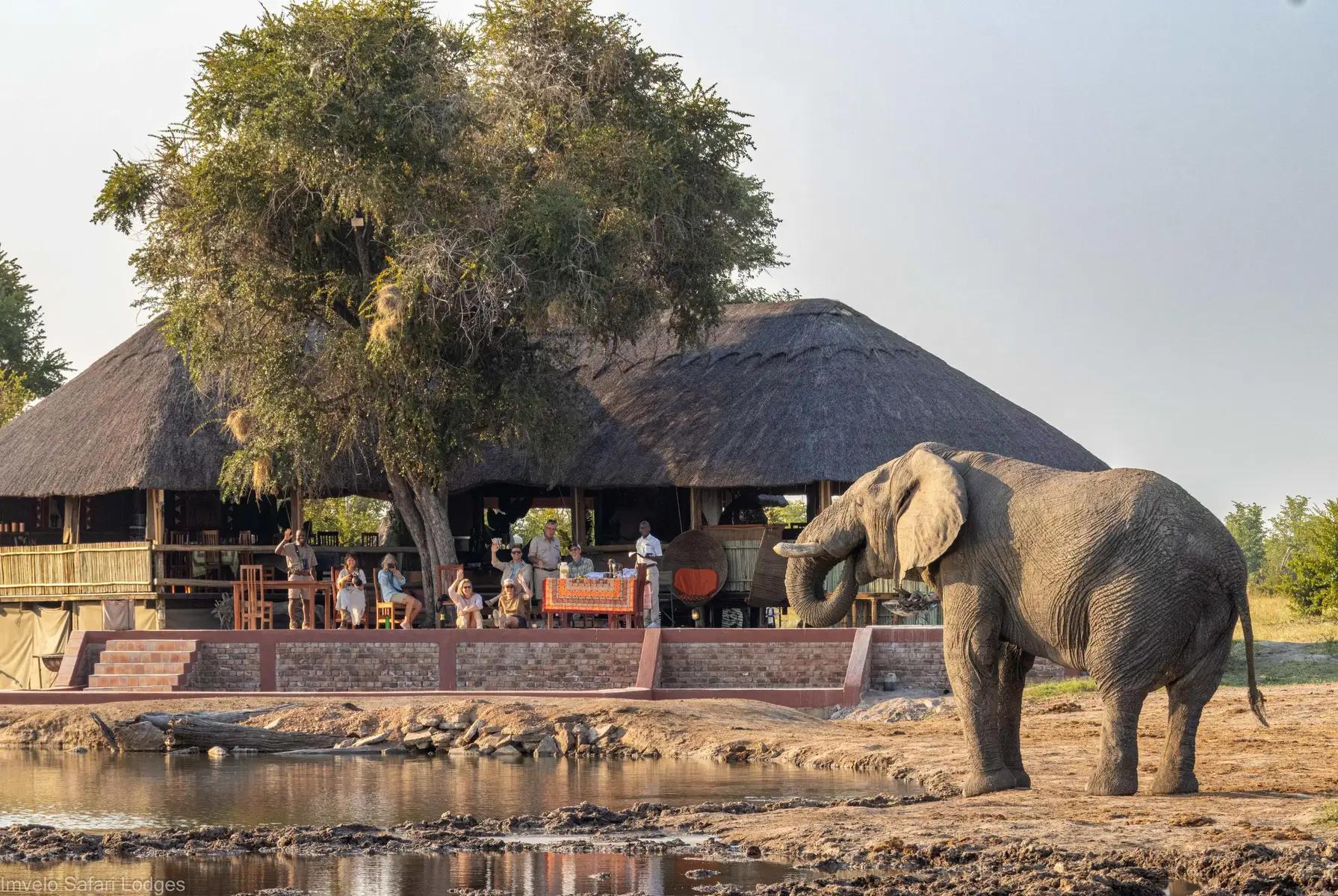 5-Day Hwange Safari Experience