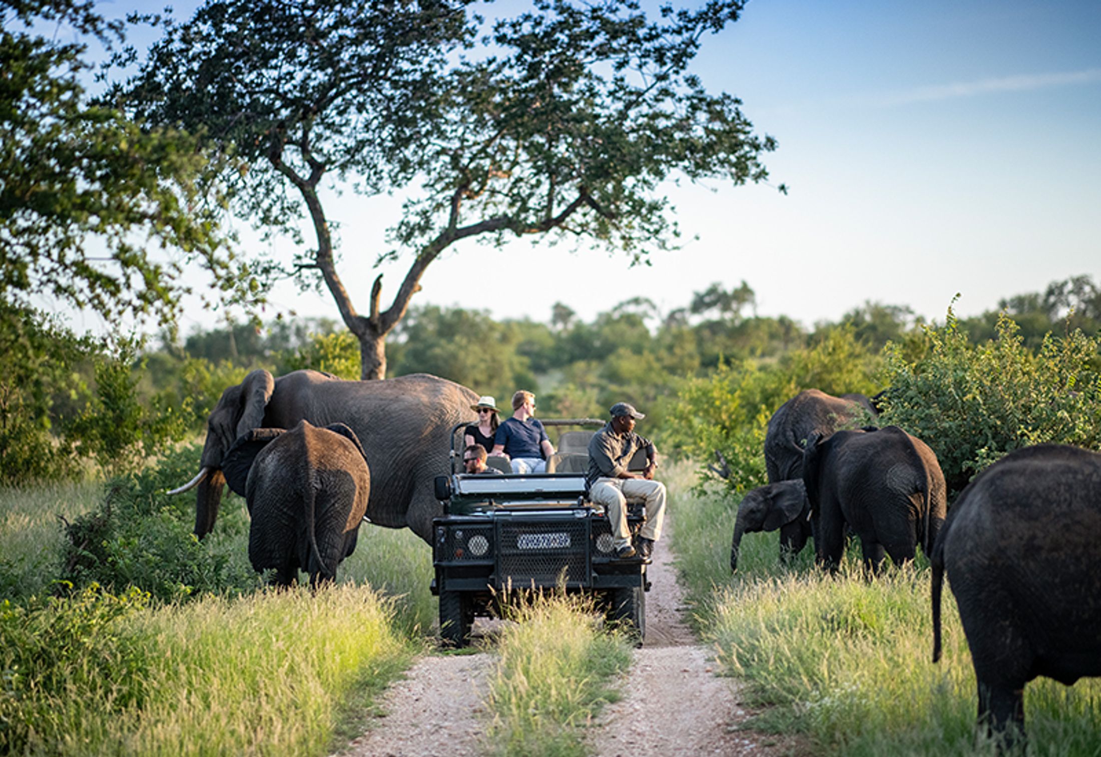 A step by step guide to your first safari in South Africa
