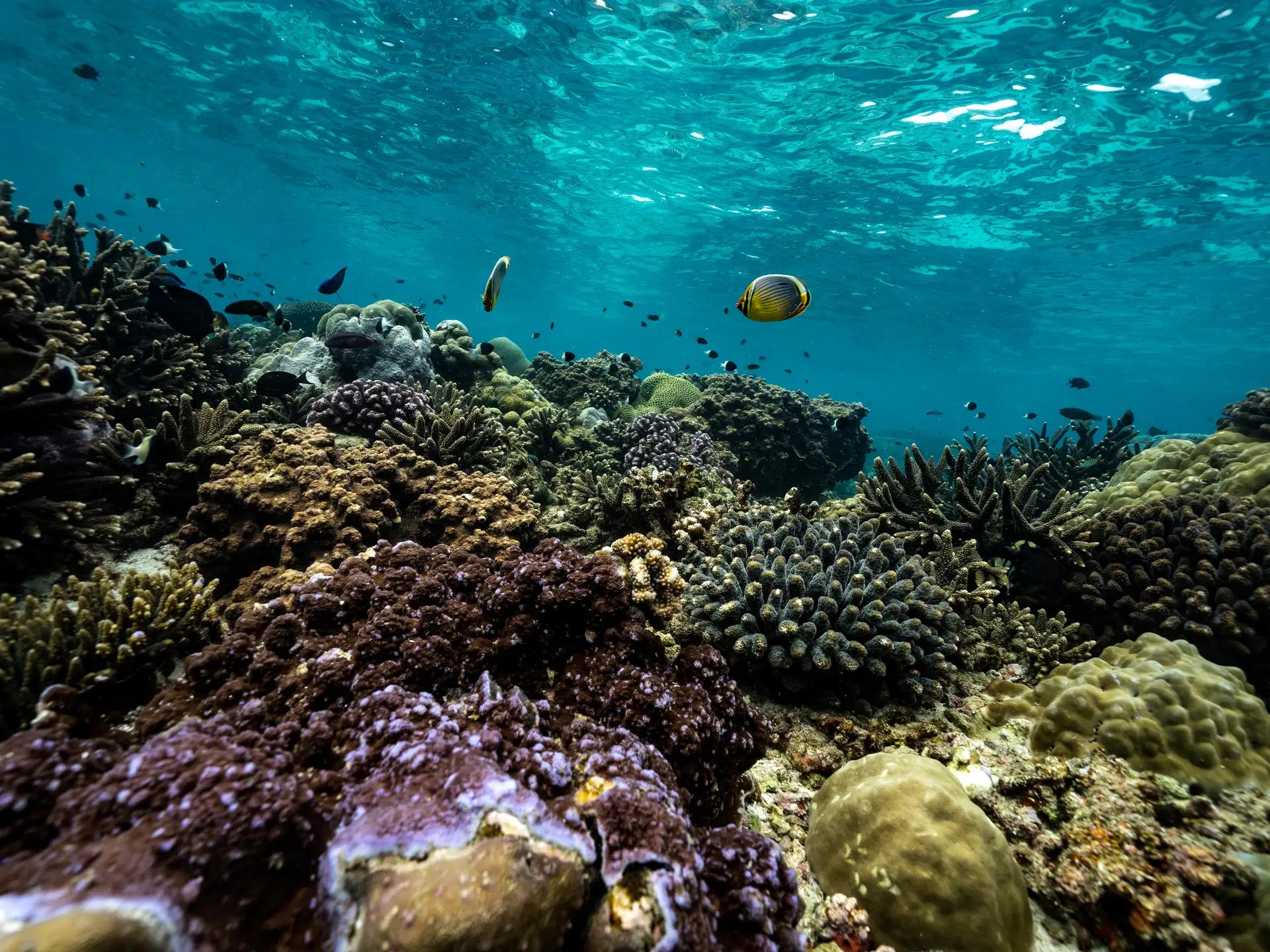 Kisawa Mozambique