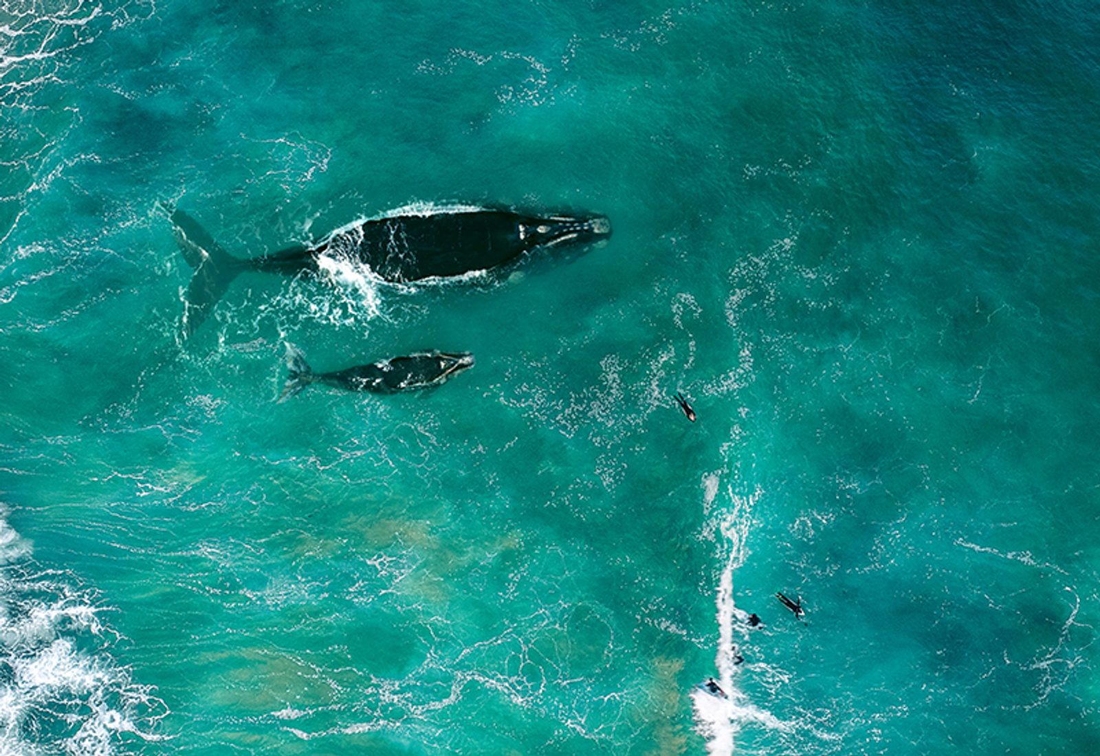 Whales seen swimming close to shore with a group of surfers in Mozambique.