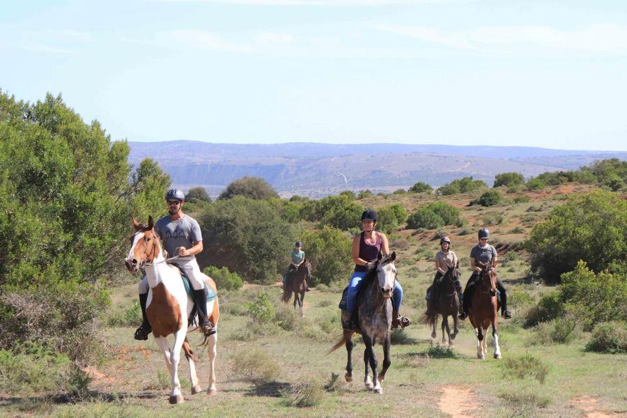 7-Day Malaria Free Big-5 Amakhala Safari Best of Both