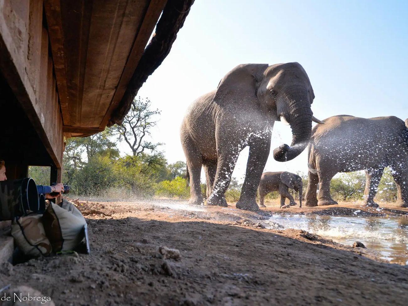 Mashatu Tented Camp