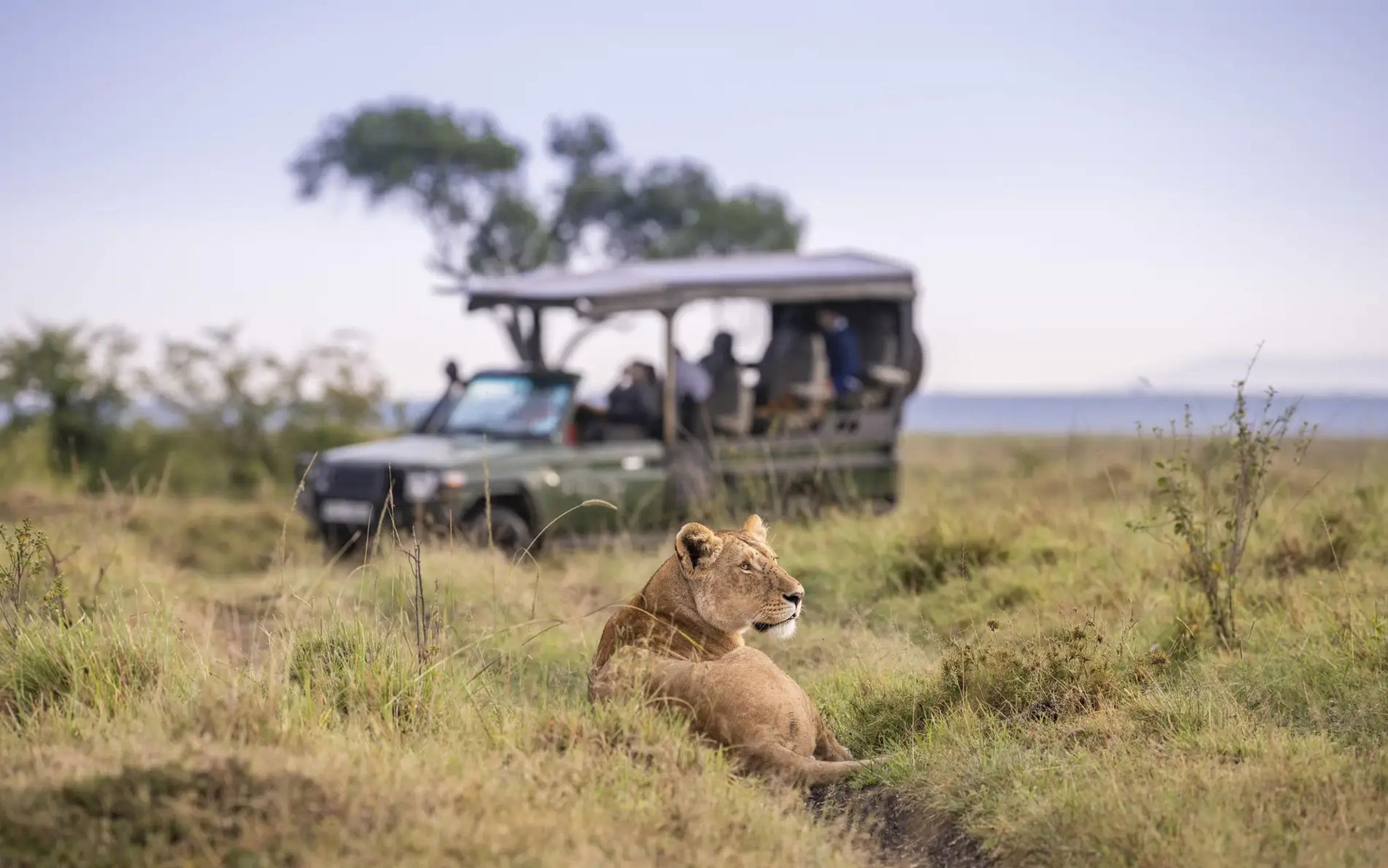 Best Places in Africa to See Lions