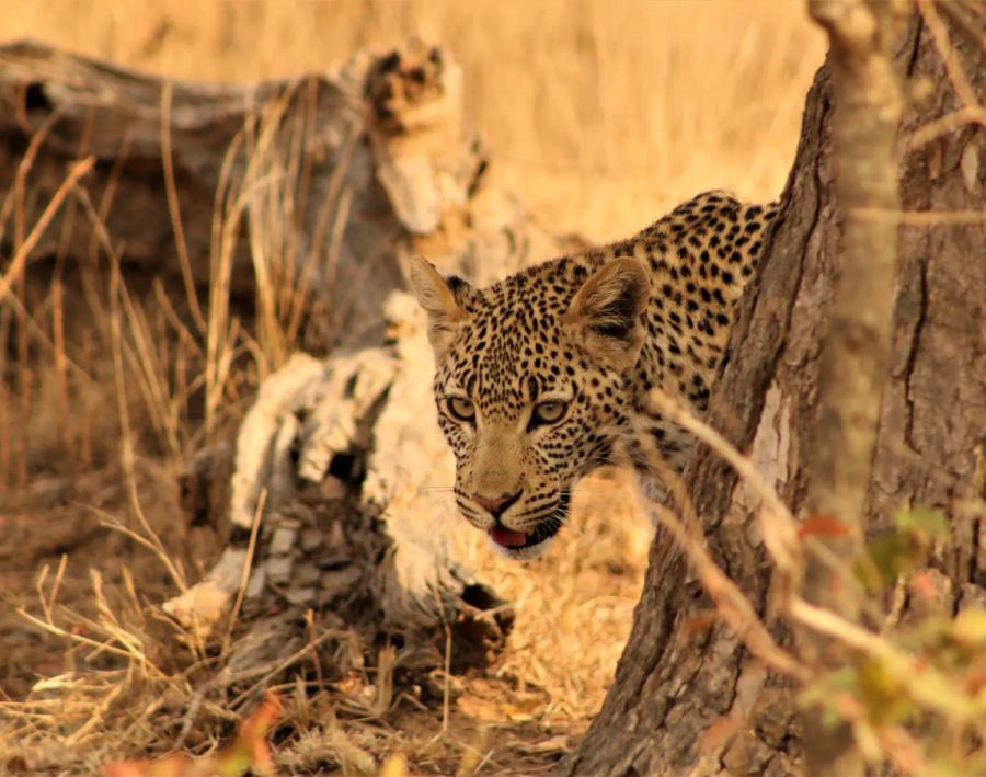 5 Day Luxury Kruger Park & Sabi Sand Safari 