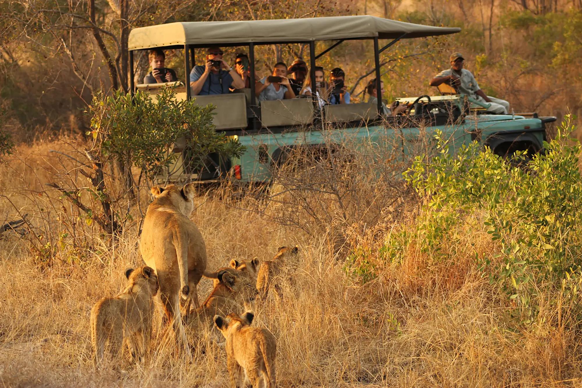 7-Day Ultra Lux Big-5 Sabi Sand & Kruger Park Safari