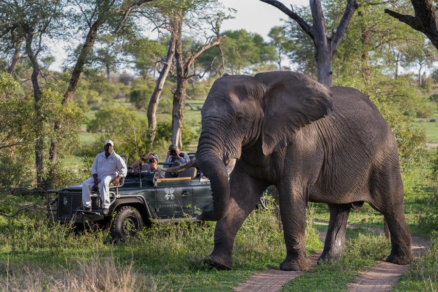 Londolozi Founders Camp