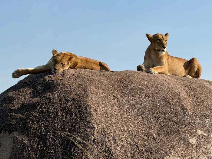 Our guests from the US experienced a Northern Serengeti safari and witnessed the dramatic wildebeest crossing firsthand." When the wildebeest busted through the bushes next to our truck we were stunned. "