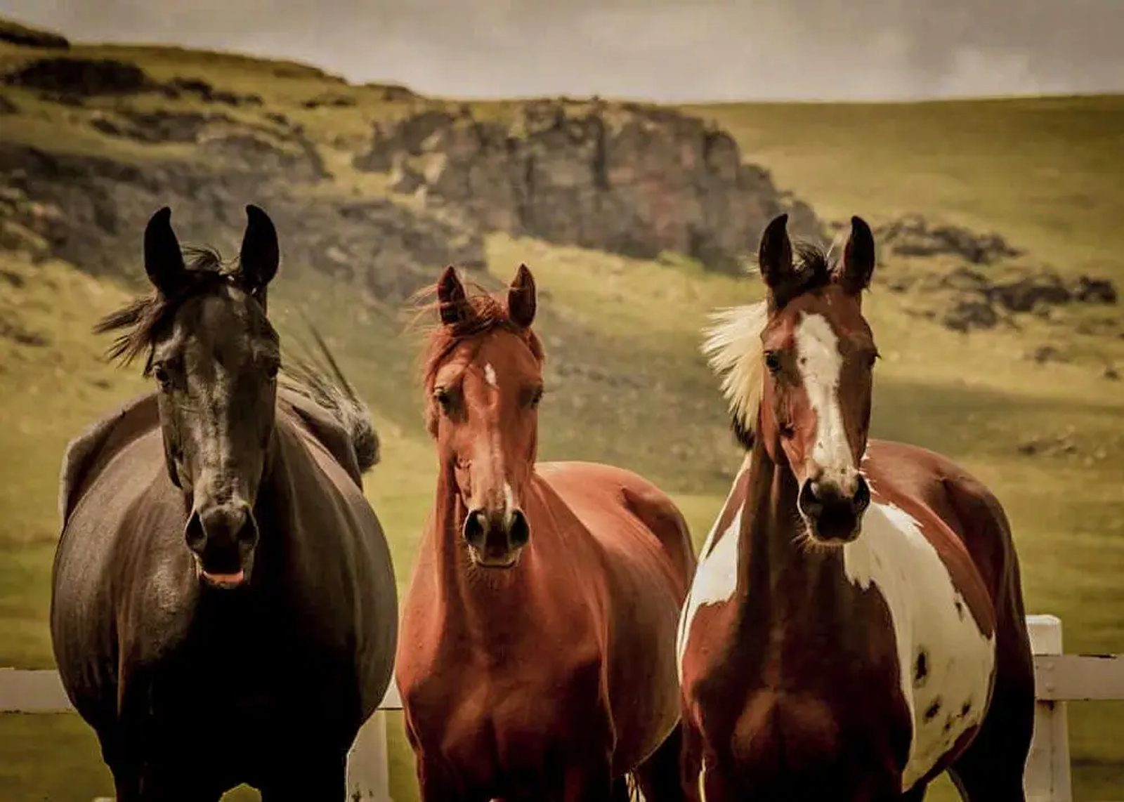 Dunkeld Horses