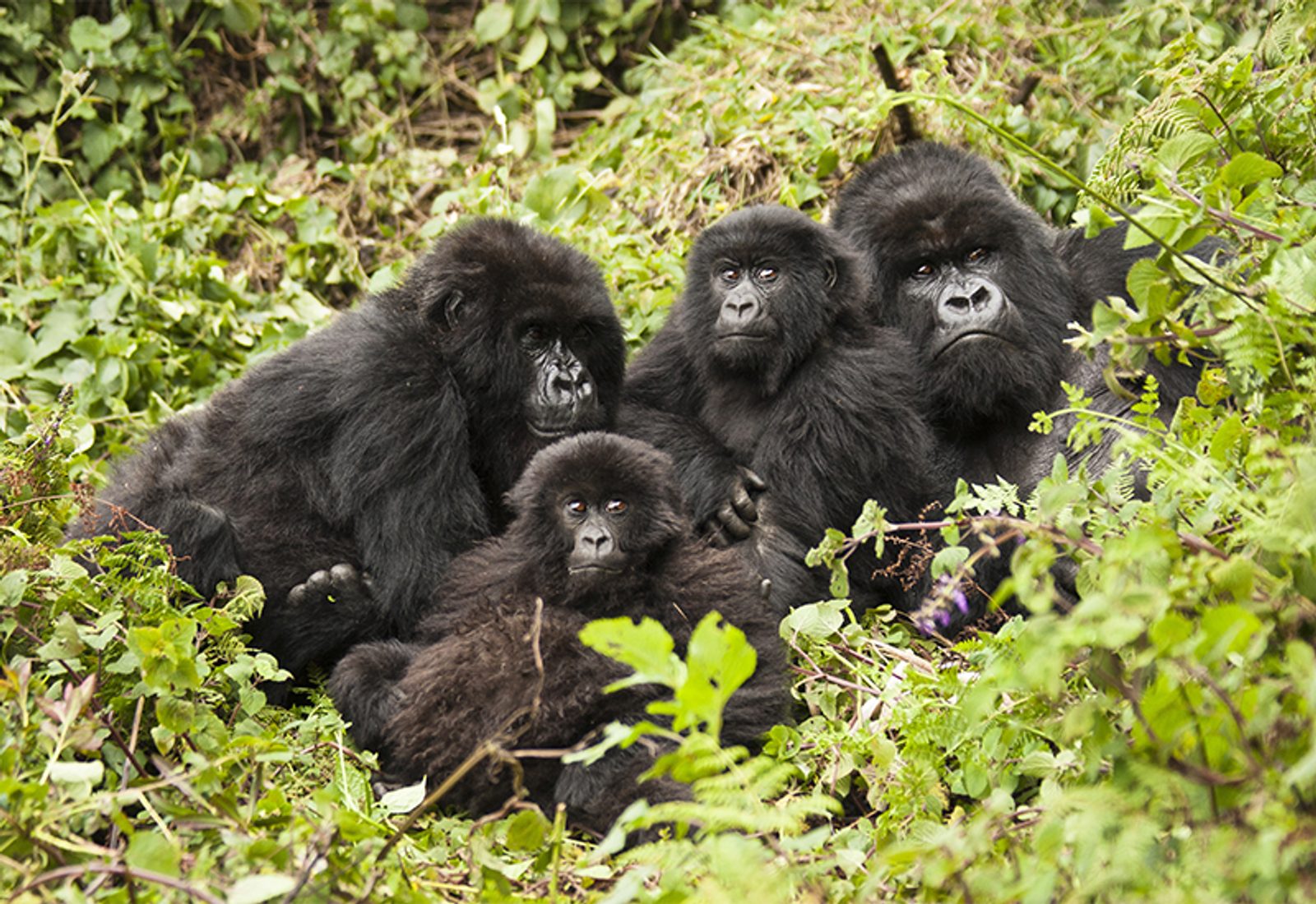a family of mountain gorillas huddled together